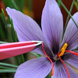 saffron-nano-than-duoc-lam-dep-tu-thien-nhien