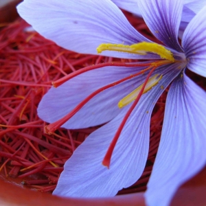 saffron-nano-tinh-chatduong-da-tu-nhuy-hoa-nghe-tay