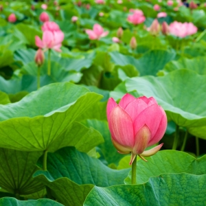 la-sen-trongtra-dao-giam-can-ladys-plus-slim-giup-giam-can-hieu-qua-va-noi-bantra-dao-giam-can-ladys-plus-slim-uy-tin